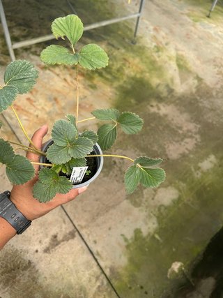 Fresa Blanca Sabor Piña