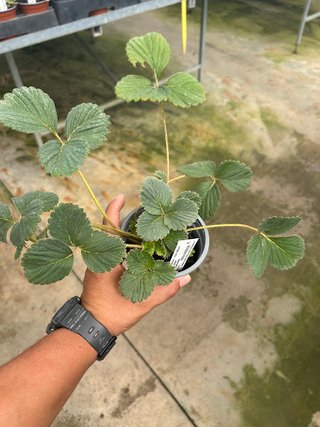 Fresa Blanca Sabor Piña