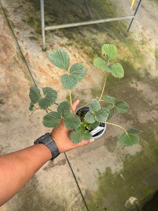 Fresa Blanca Sabor Piña