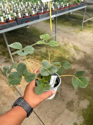 Fresa Blanca Sabor Piña