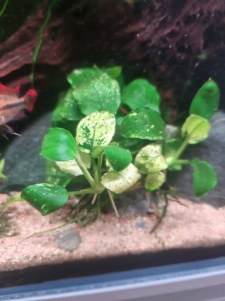 Anubia Nana Pinto