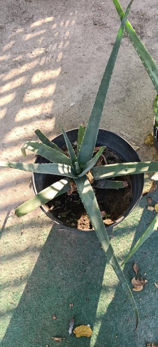 Planta Aloe Vera en Maceta Negra