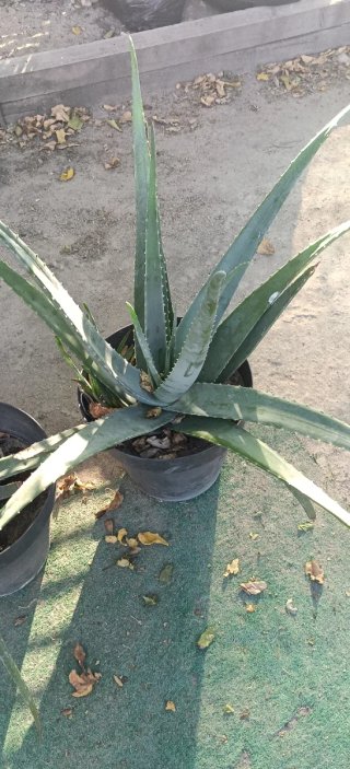 Planta Aloe Vera en Maceta