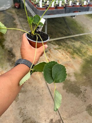 Planta Fresón Magnum