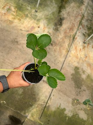 Planta Fresón Magnum