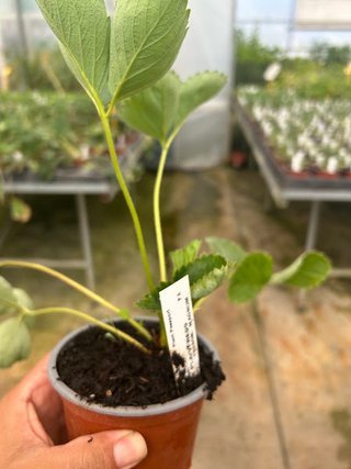 Planta Fresón Magnum