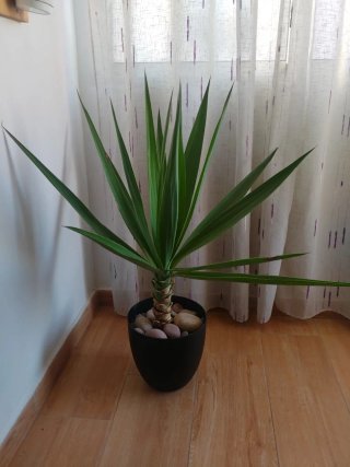 Planta Yuca en maceta negra