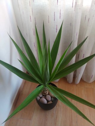 Planta Yuca en maceta negra