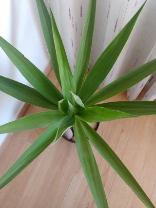 Planta Yuca en maceta negra