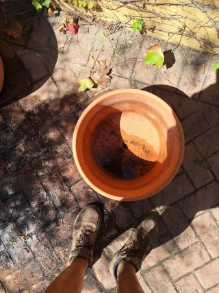 Lote de Macetas de Terracota y Soportes
