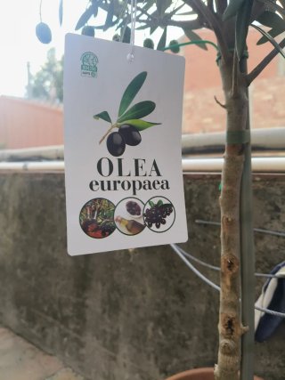 Olivo Olea europaea con etiqueta