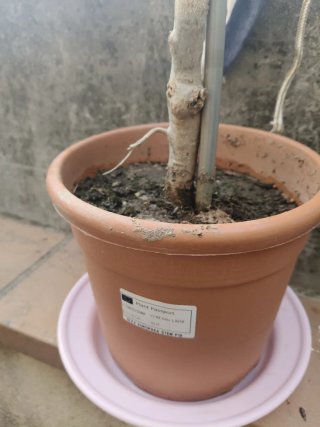 Olivo Olea europaea con etiqueta