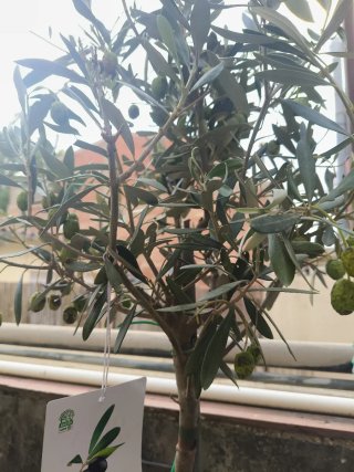 Olivo Olea europaea con etiqueta