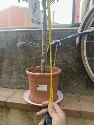 Olivo Olea europaea con etiqueta