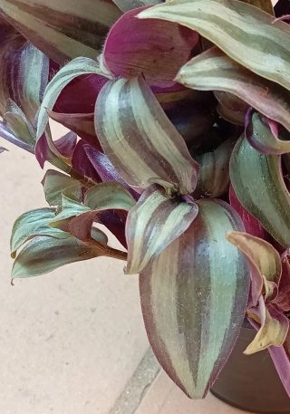 Planta Zebrina en maceta - Amor de hombre