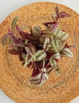 Planta Zebrina en maceta - Amor de hombre