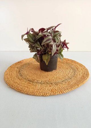 Planta Zebrina en maceta - Amor de hombre