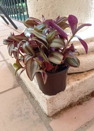 Planta Zebrina en maceta - Amor de hombre