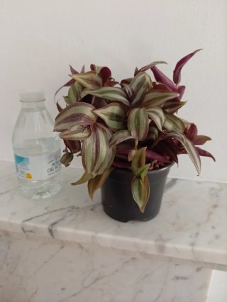 Planta Zebrina en maceta - Amor de hombre