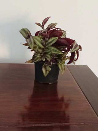 Planta Zebrina en maceta - Amor de hombre