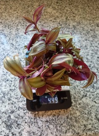 Planta Zebrina en maceta - Amor de hombre