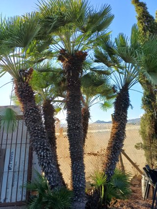 Palmera alta con tronco grueso