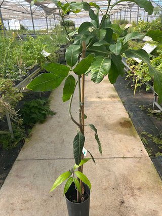 Árbol de Mango Keitt