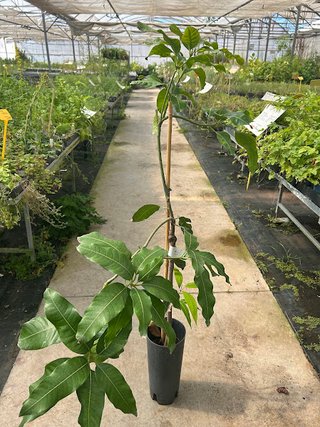 Árbol de Mango Keitt