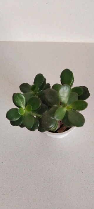 Árbol de Jade en Maceta 9cm