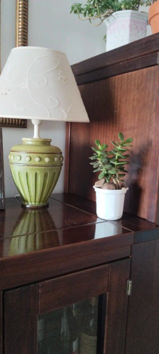 Árbol de Jade en Maceta 9cm