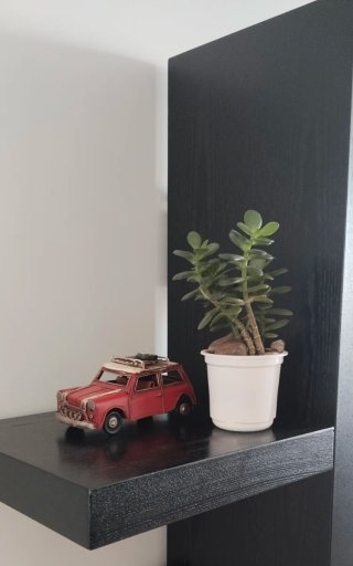 Árbol de Jade en Maceta 9cm