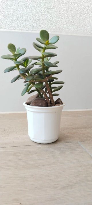 Árbol de Jade en Maceta 9cm