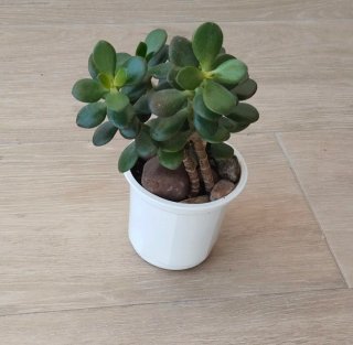 Árbol de Jade en Maceta 9cm