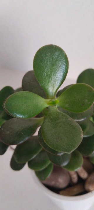 Árbol de Jade en Maceta 9cm