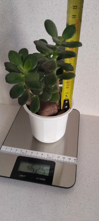 Árbol de Jade en Maceta 9cm