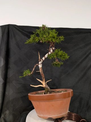Bonsai de junipero literati