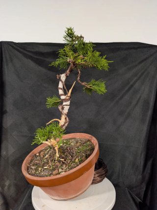 Bonsai de junipero literati