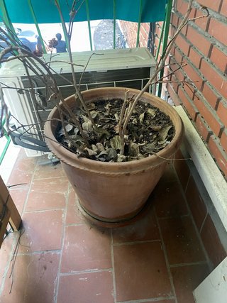 Maceta de terracota grande