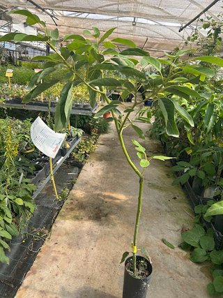 Árbol Aguacate Hass