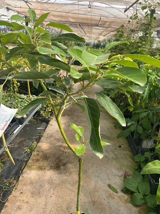 Árbol Aguacate Hass