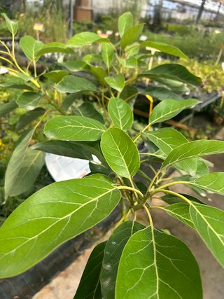 Árbol Aguacate Hass