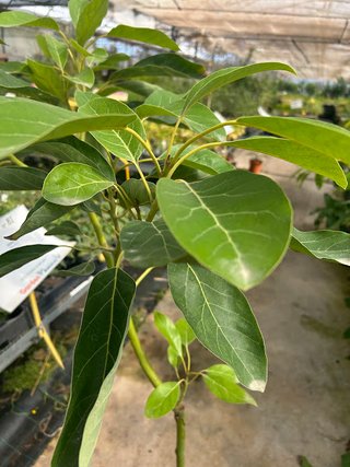 Árbol Aguacate Hass