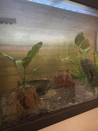 Pecera de cristal de 80L