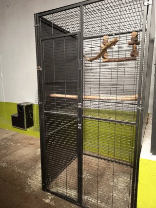 Voladero Imor 1m Loros