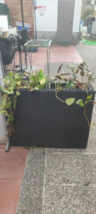 Separador rafia negro con plantas