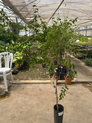Árbol de Pitanga