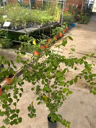 Árbol de Pitanga
