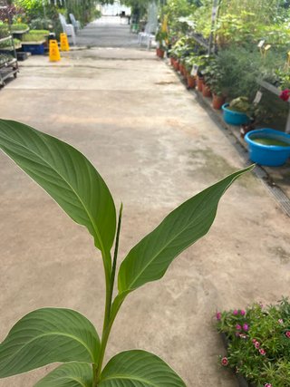 Planta Canna Flor Roja