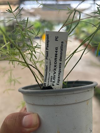 Planta Esparraguera Decorativa