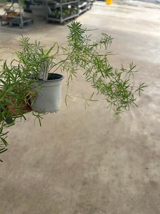Planta Esparraguera Decorativa